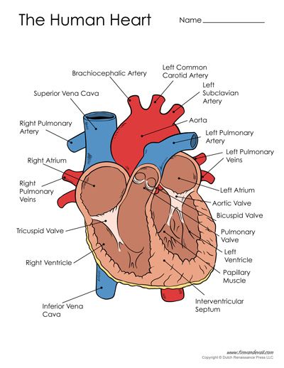 Free Printable Heart Diagram To Label: A Comprehensive Guide for Understanding the Heart’s Anatomy and Function