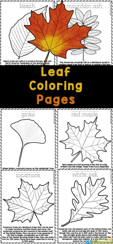 Free Printable Leaf Coloring Pages: A Creative and Educational Activity for All Ages