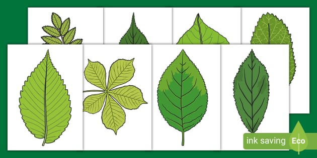 Leaf Printables: A Versatile Resource for Art, Education, and Craft