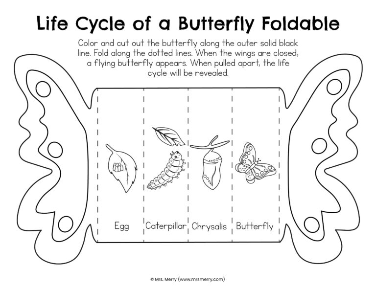 Life Cycle Of A Butterfly Printable Worksheet