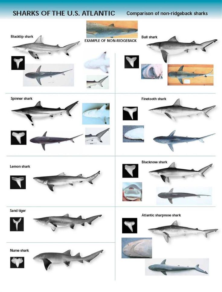 Printable Pictures Of Sharks: A Guide to the Fascinating World of These Marine Predators