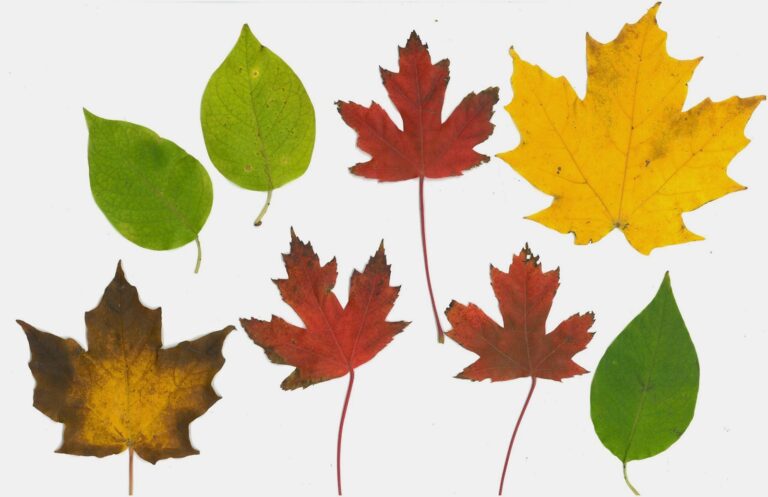 Printable Realistic Fall Leaves: Capture the Essence of Autumn