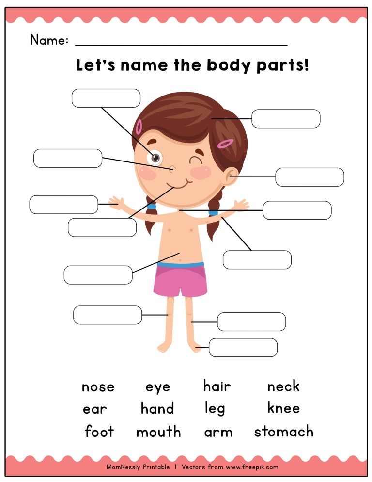 Body Part Worksheet For Kindergarten