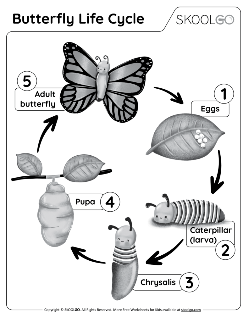 Butterfly Life Cycle Free Worksheet SKOOLGO