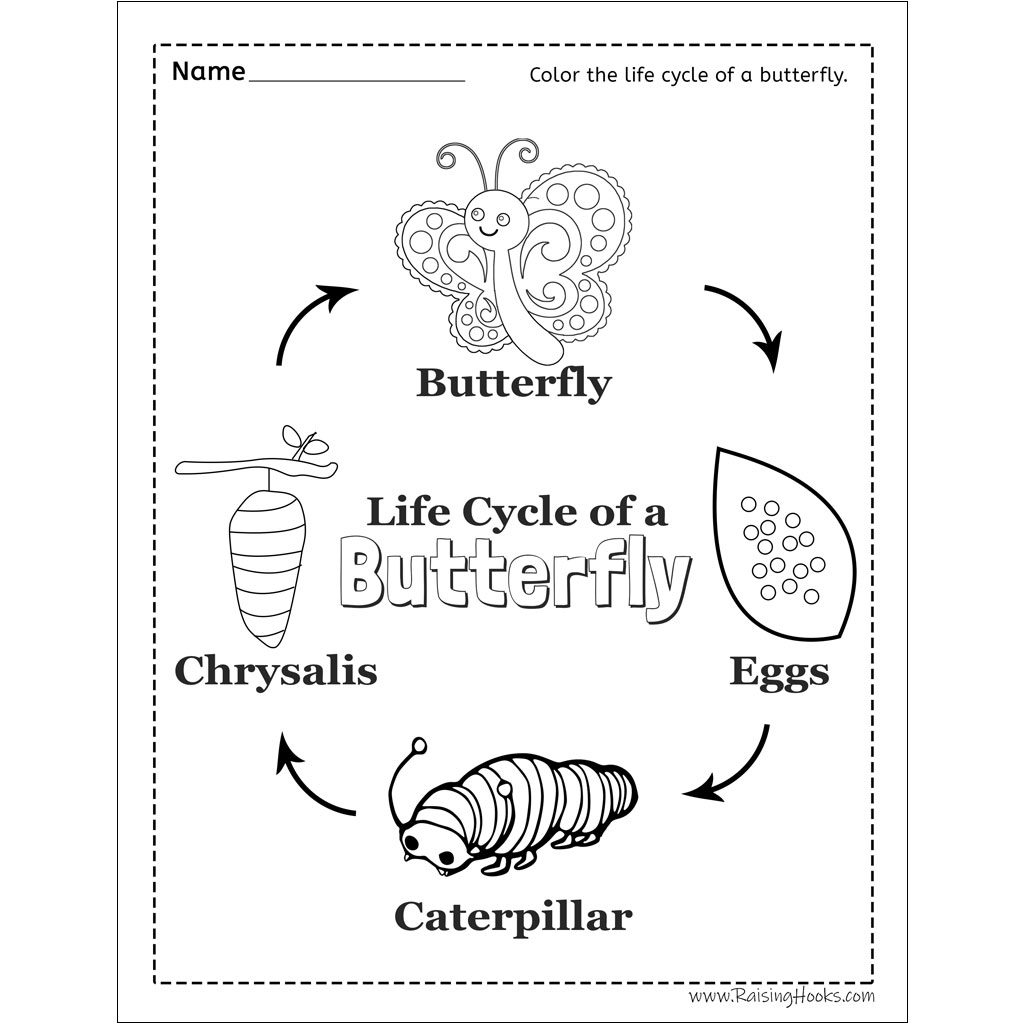 Butterfly Life Cycle Worksheets