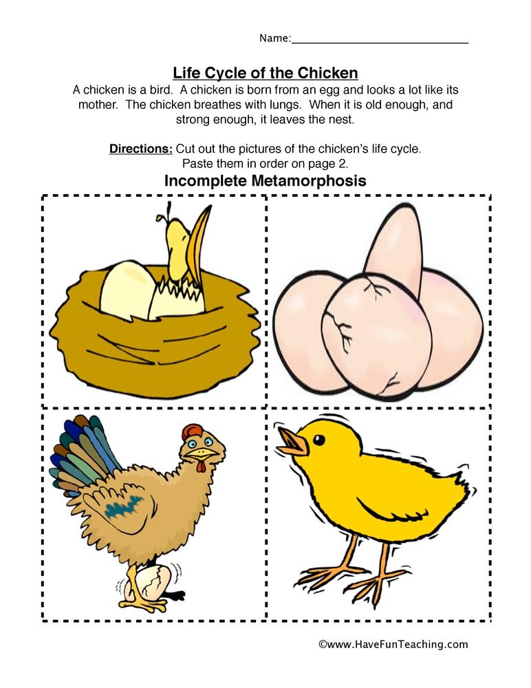 Chicken Life Cycle Worksheet Have Fun Teaching