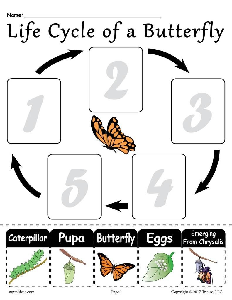 Free Printable Butterfly Life Cycle For Kids