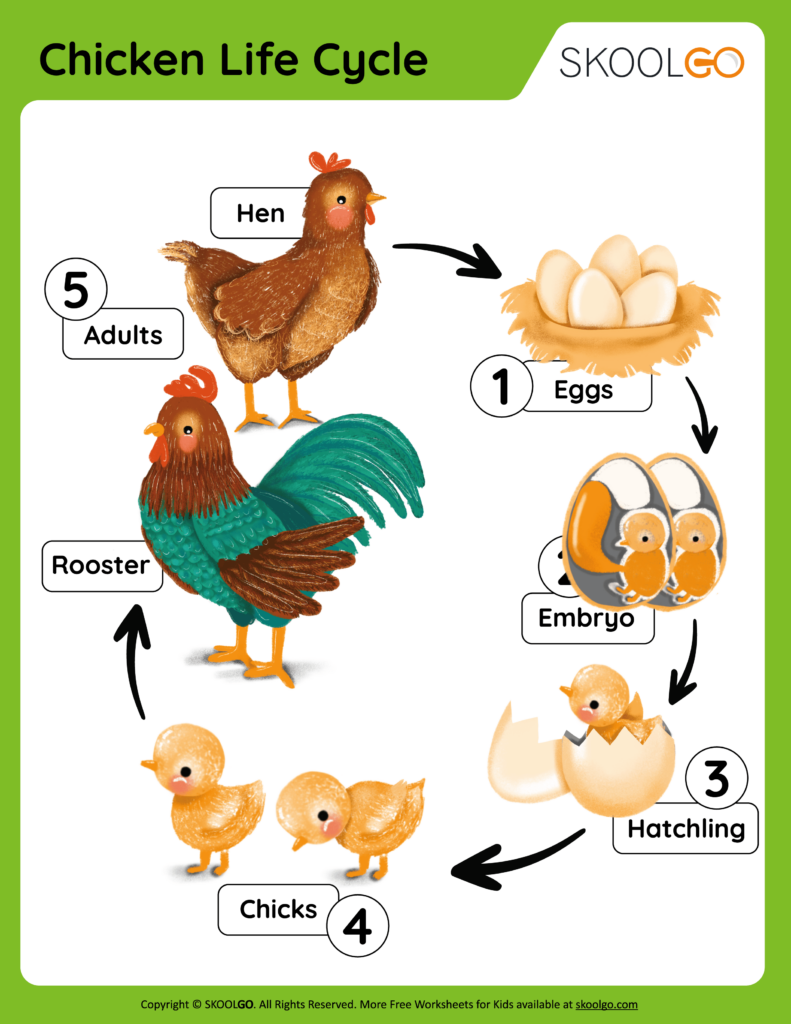 Life Cycle Of A Chicken Printable Image To U