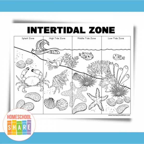 Ocean Zones Worksheets free Homeschool Share