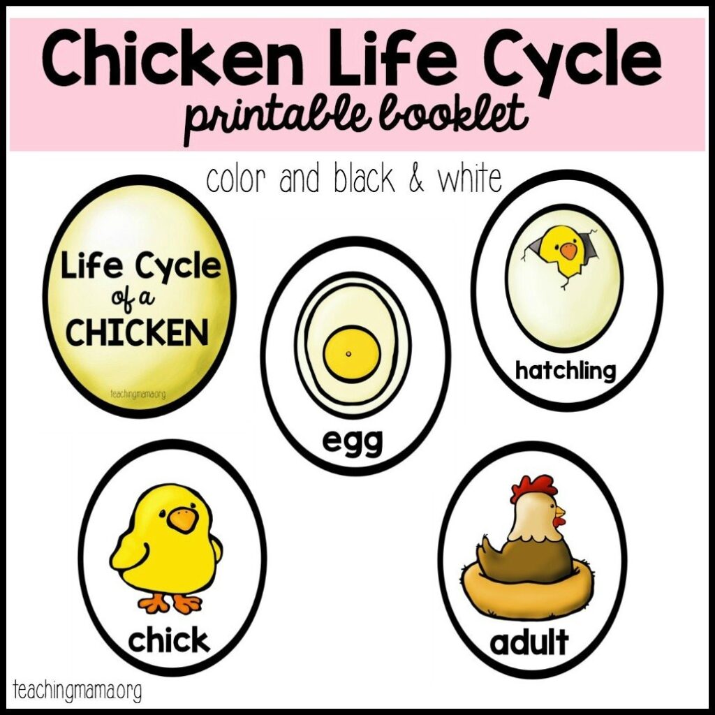 Printable Life Cycle Of A Chicken Worksheet