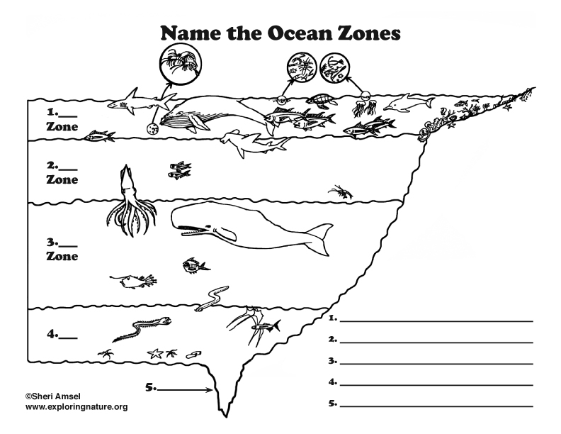 Printable Ocean Zones Worksheet